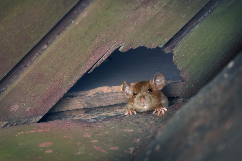 how-do-i-get-rid-of-rats-in-my-roof-space